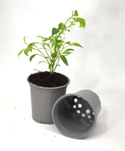 Load image into Gallery viewer, Nutley&#39;s 9cm Round Plastic Plant Pots
