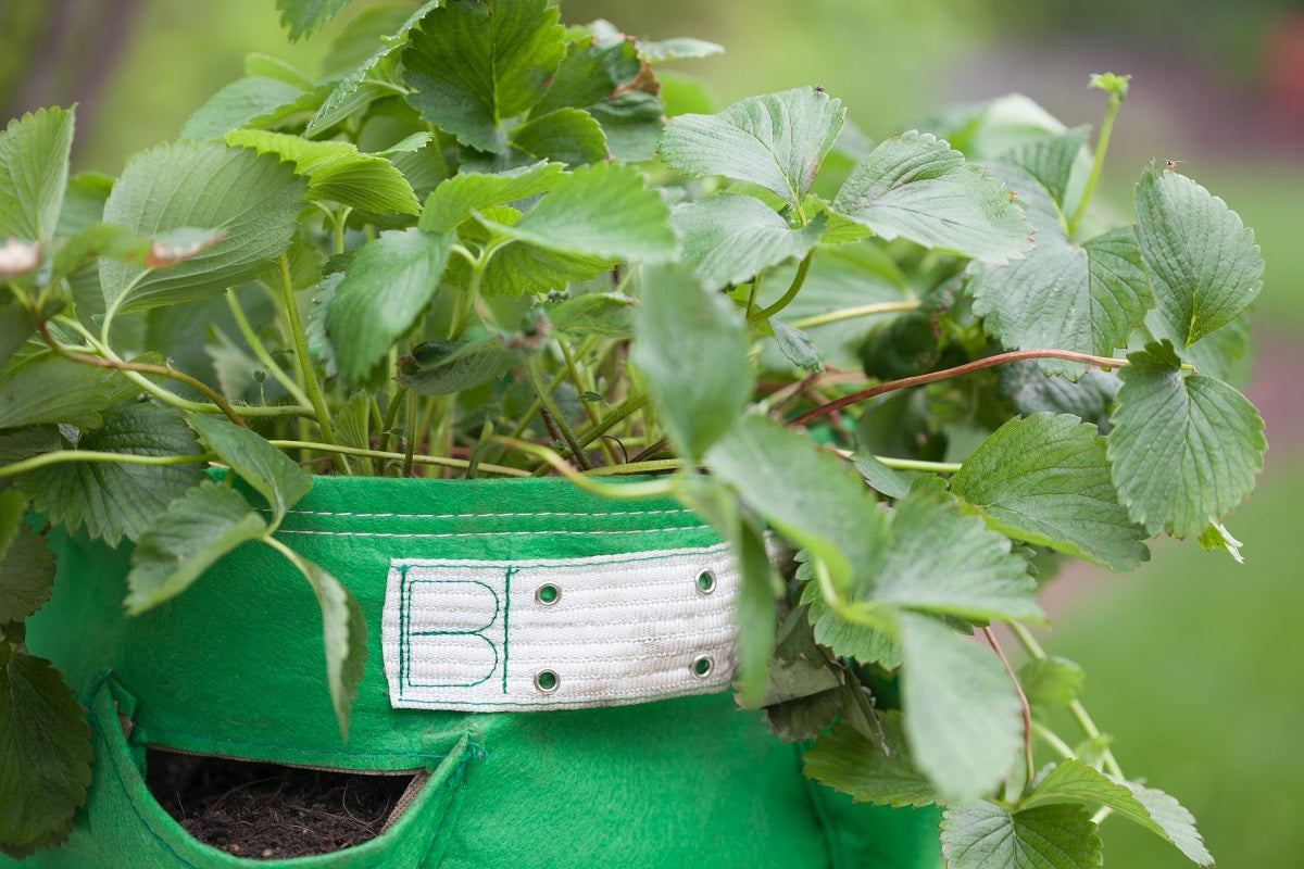 Green Planter Growbag With Parsley Plant Growing