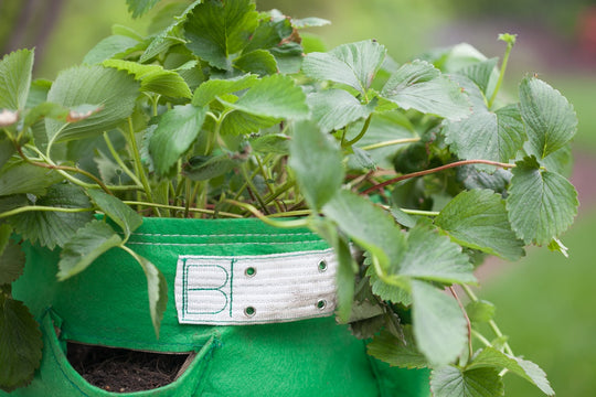 Planters Paradise - the Rise of the Growbag
