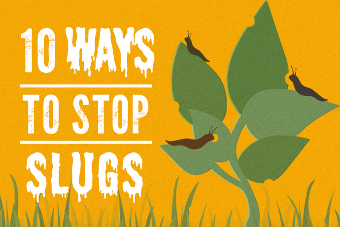 10 Ways to Stop Slugs Eating Your Plants