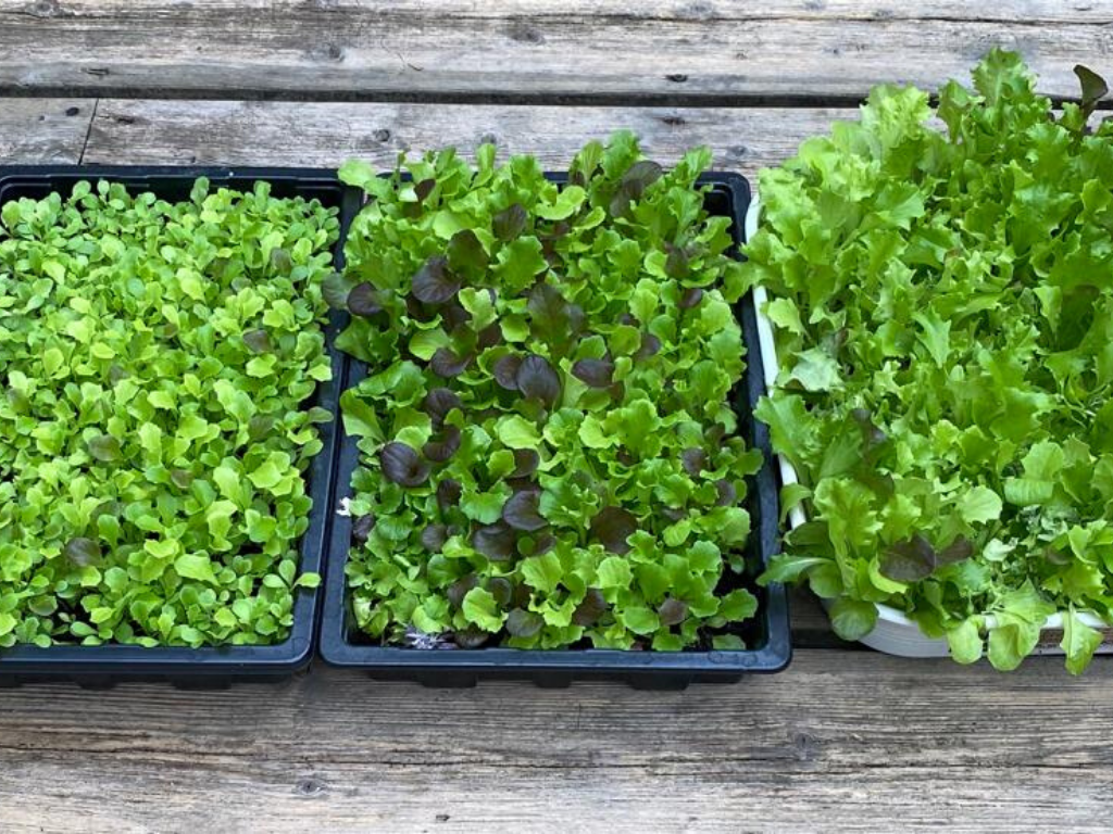 Grow Your Own Lockdown Lettuce In Our Nutley's Seed Trays