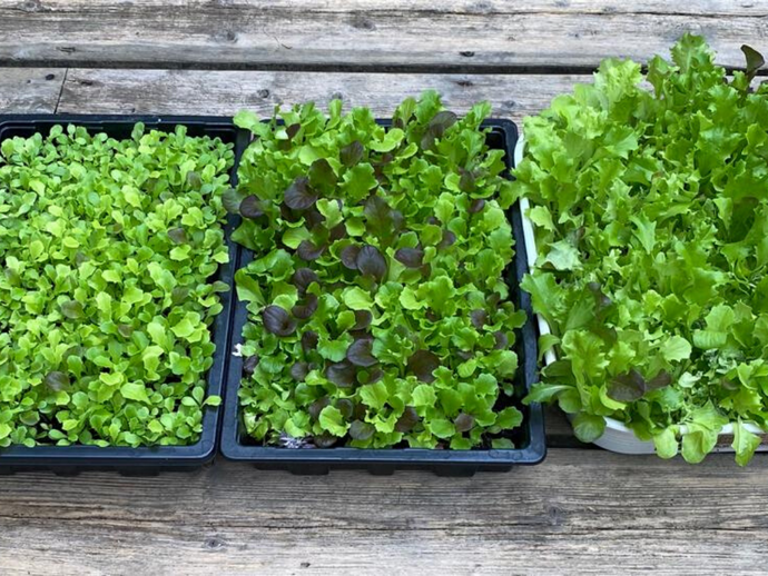 It's Time to Grow your Own Lockdown Lettuce