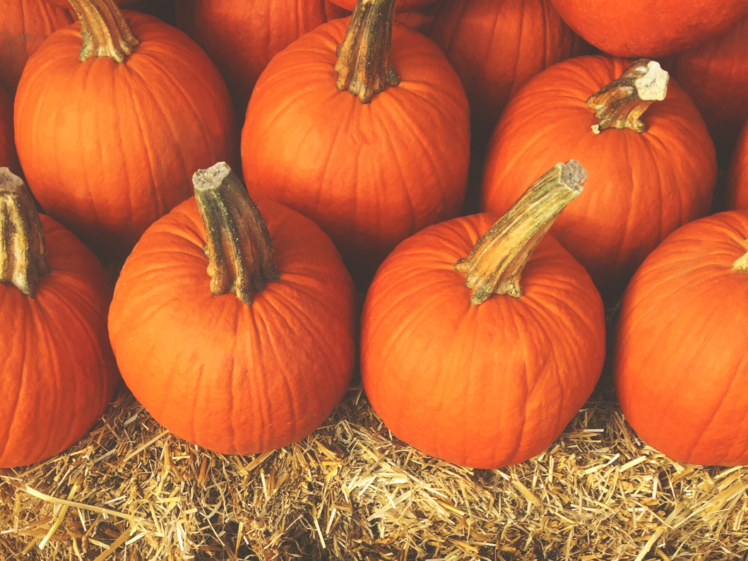 Bright Orange Halloween Fresh Pumpkins On Hay