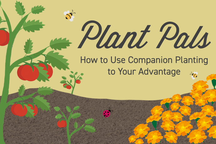 How to use companion planting to your advantage