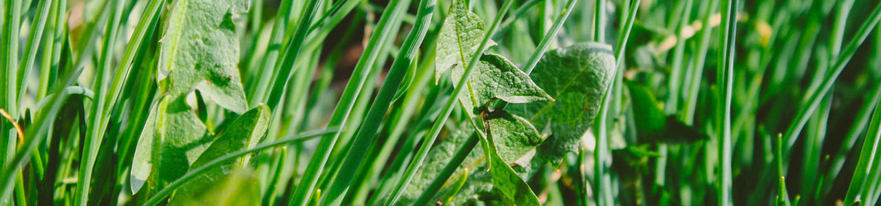 Nutley's Weedban Preventing Weed Growth Allowing Plant To Grow