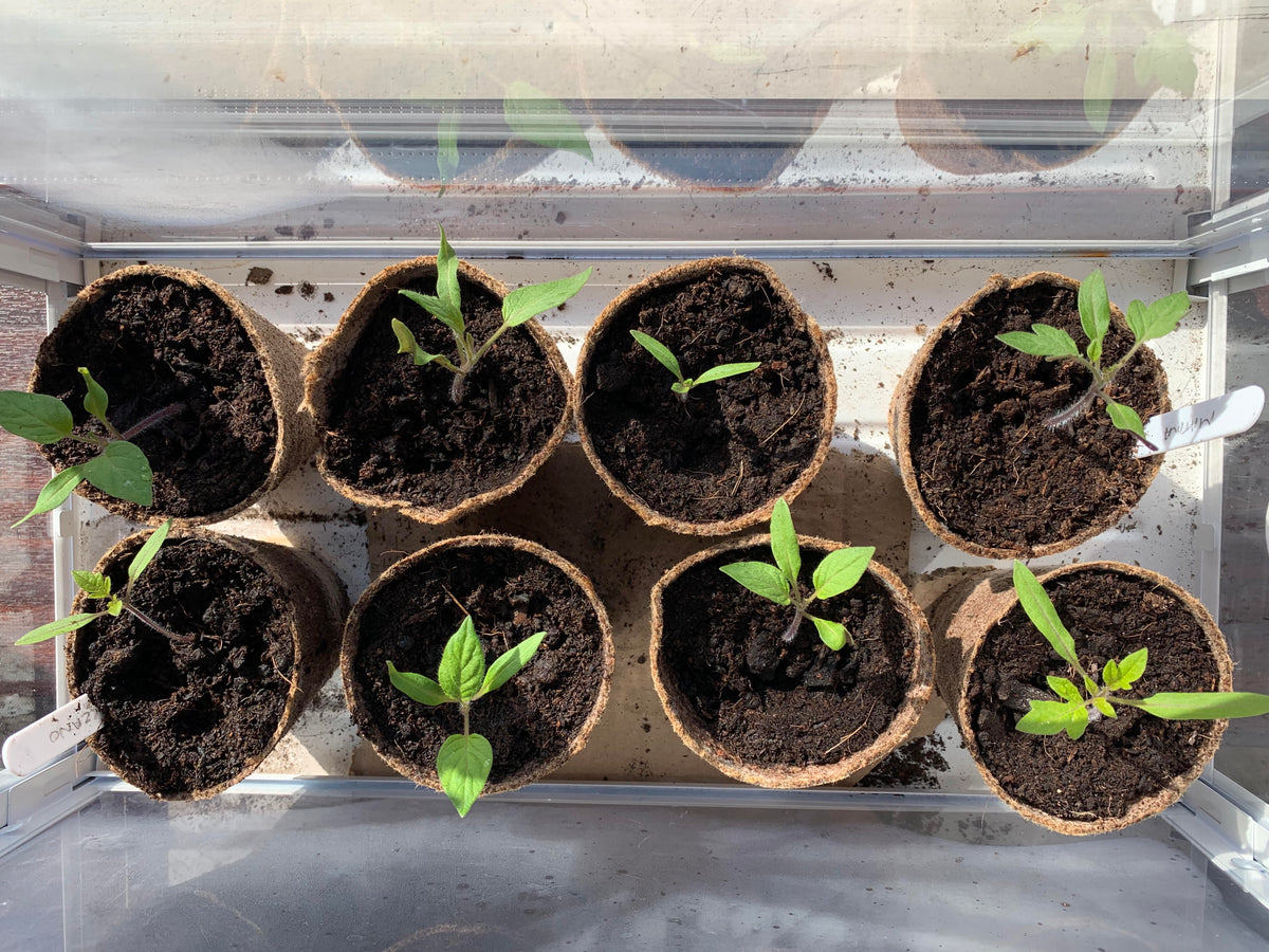 Six Coco Fibre Pots With Seedlings Growing