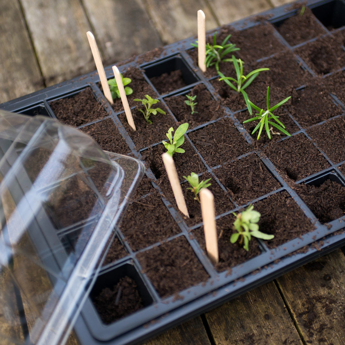 Seed Tray Propagator With Soil And Plants Growing And Wooden Labels