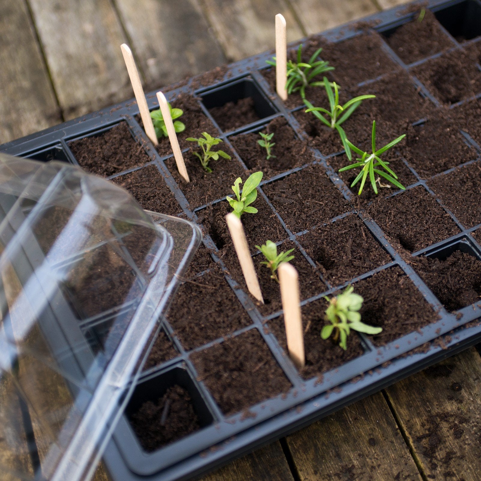 Propagators & Seed Trays