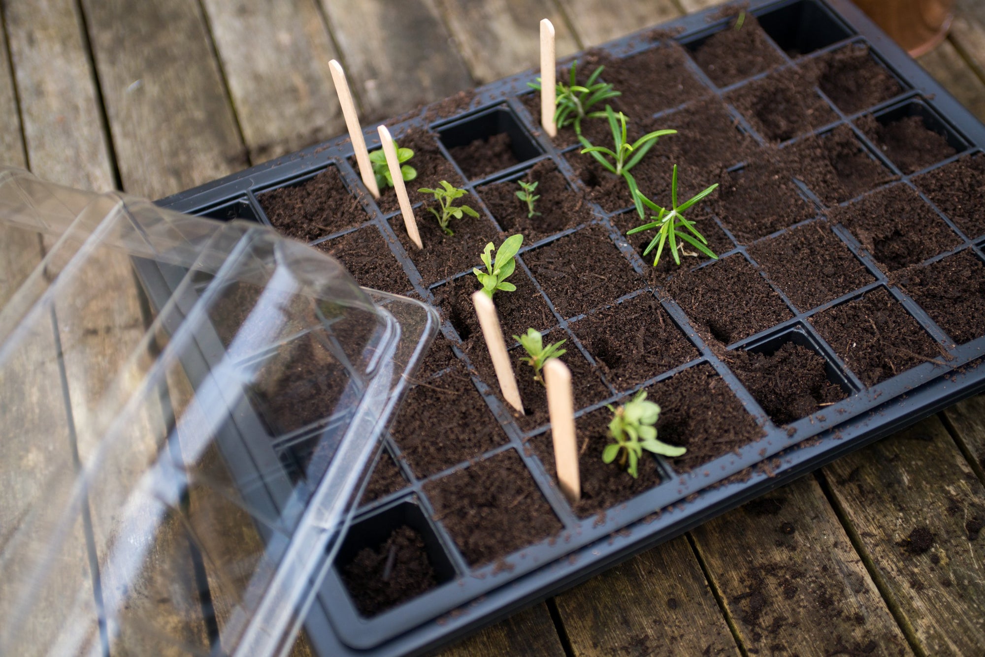 Propagator With Clear Lid On Side With Soil And Seedlings Growing And Lollipop Sticks 