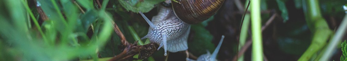 Nutley's White Mesh Insect Netting Covering Plot Plants