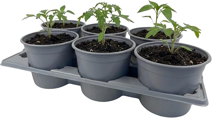 Nutley's 2-Litre Pot Carry Trays