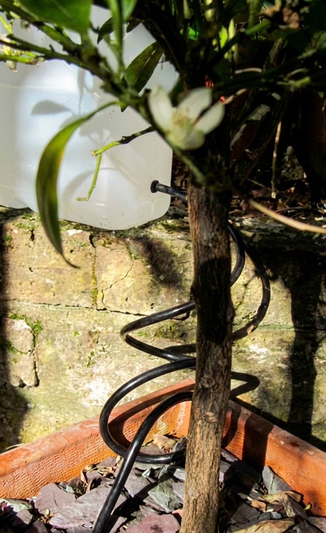 Dripper Kit for Slow-Release Plant Watering