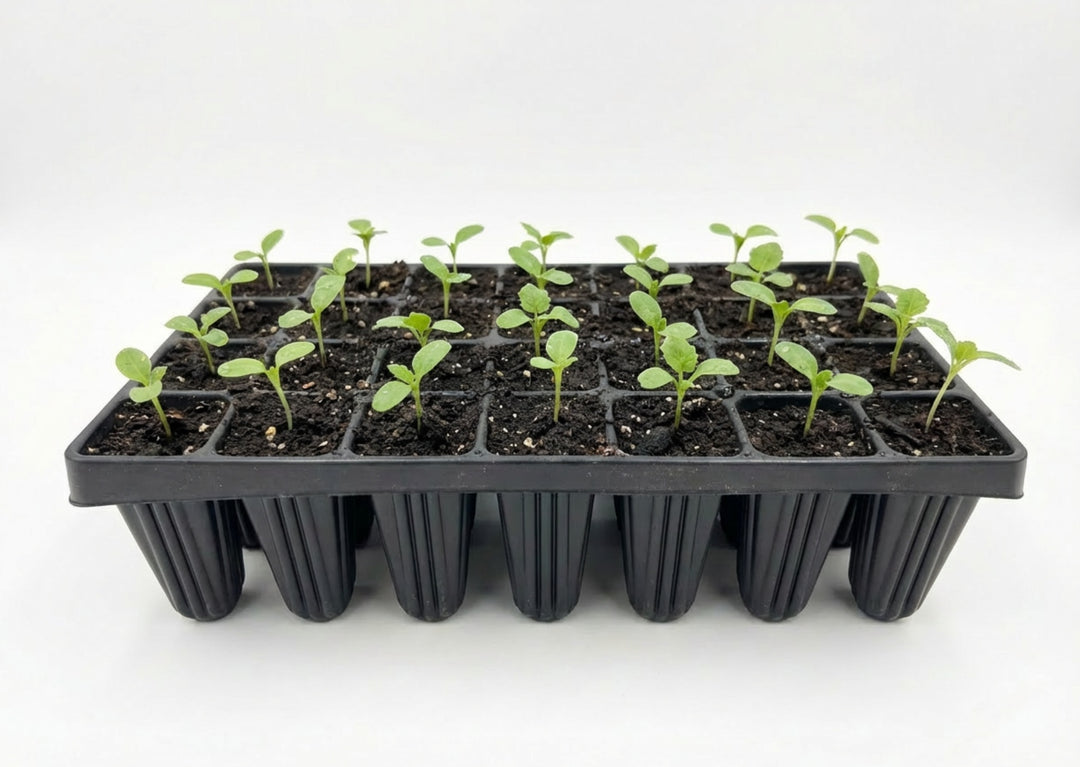 Nutley’s Extra Large Plug Plant Root Grower: Select Cells and Quantity