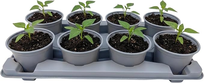 Nutley's 1 Litre Pot Shuttle Trays