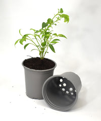 Nutley's 9cm Round Plastic Plant Pots