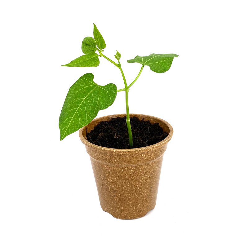 Nutley's 100% Biodegradable 9cm Plant Pots