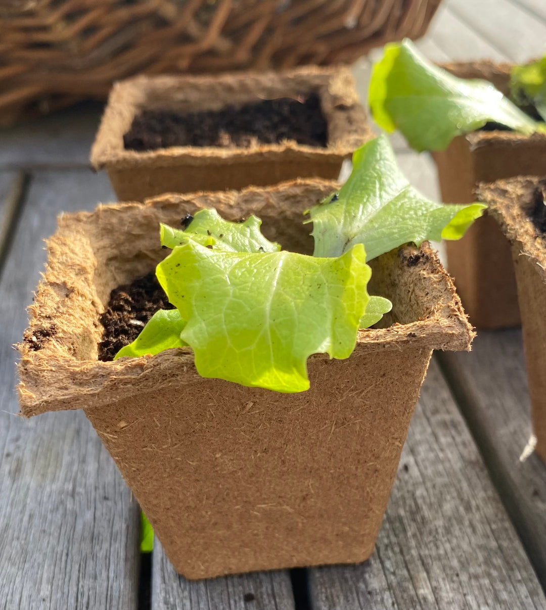 Nutley's 6cm Square Biodegradable & Organic Wood Fibre Plant Pots