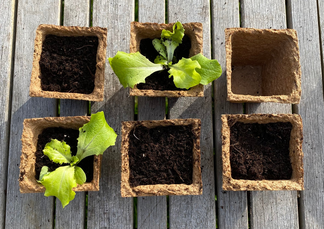 Nutley's 6cm Square Biodegradable & Organic Wood Fibre Plant Pots
