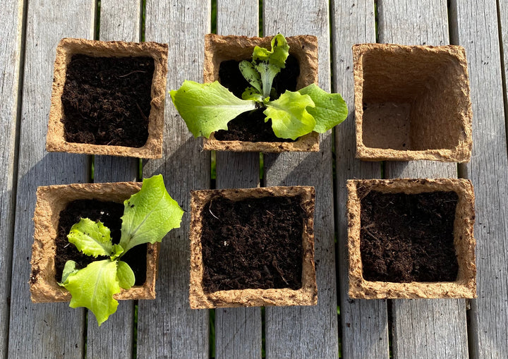 Nutley's 6cm Square Biodegradable & Organic Wood Fibre Plant Pots