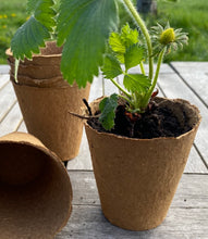 Load image into Gallery viewer, Nutley&#39;s 7cm Biodegradable &amp; Organic Wood Fibre Plant Pots
