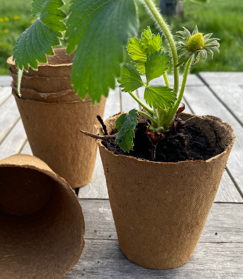 Nutley's 8cm Biodegradable & Organic Wood Fibre Plant Pots