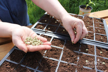 Load image into Gallery viewer, Nutley’s 24 Cell Full Size Seed Propagator Set: Select Drainage Holes and Pack Quantity
