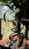 Dripper Kit for Slow-Release Plant Watering