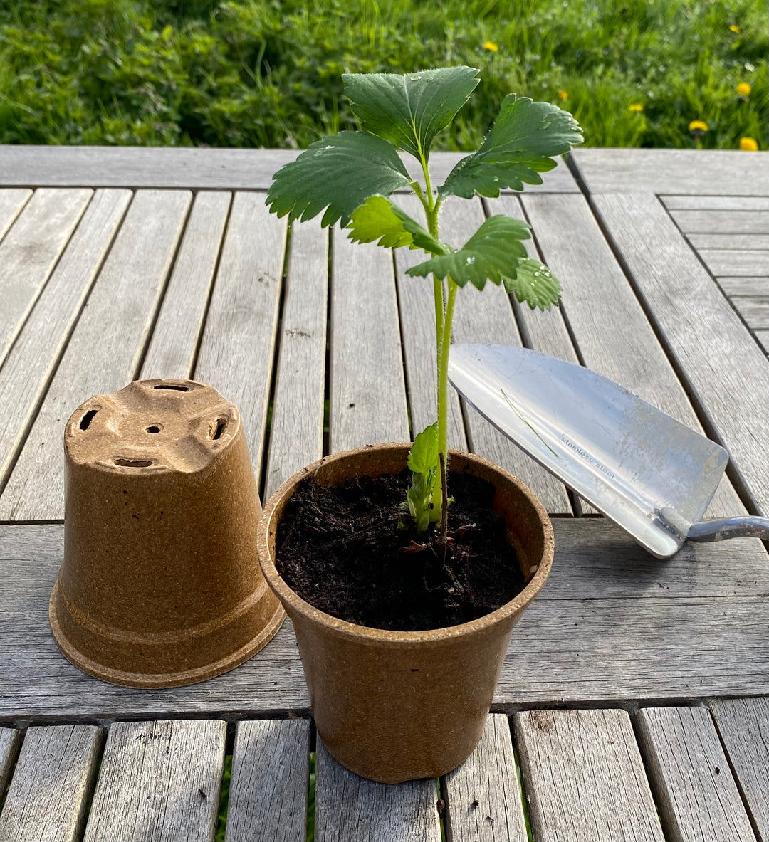 large biodegradable plant pots uk Nutley's 100% Biodegradable 9cm Plant Pots – Nutley's Kitchen Gardens