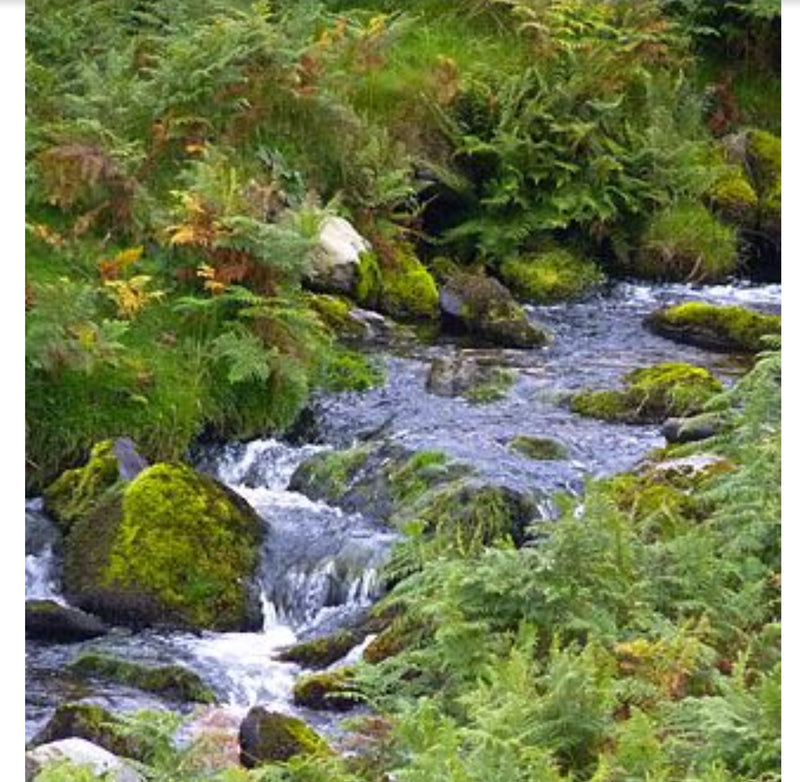 Dalefoot fine wool seed compost peat free nutrient rich from Lake District 12 litre bags Peat Free Compost